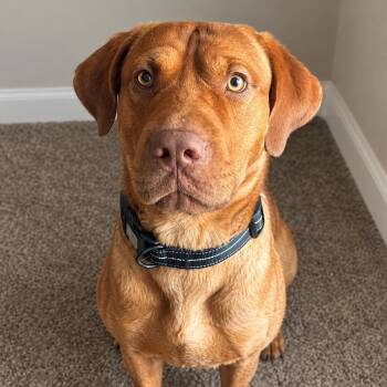 Hank -  Labrador Retriever and Bulldog Dog for Adoption - Hank | PetCurious