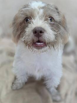 Leo -  Schnauzer and Shih Tzu Dog for Adoption in Sealy, Texas - Leo | PetCurious