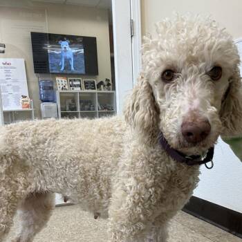 Standard Poodle Dogs Available for Adoption in Cumming, Georgia - Polly 20406 | PetCurious