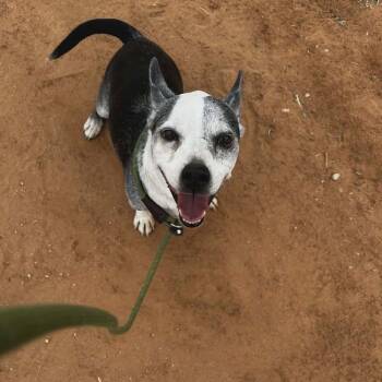 Boston Terrier and Mixed Breed Dogs Available for Adoption in Midland, Texas - Bob | PetCurious
