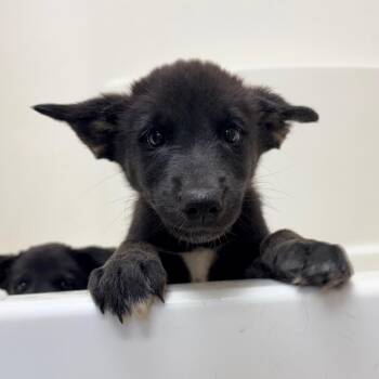 Nora -  Mixed Breed Dog for Adoption in Brentwood, Missouri - Nora | PetCurious