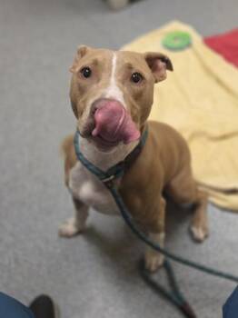 Jax -  Pit Bull Terrier and Mixed Breed Dog for Adoption in Westland, Michigan - Jax | PetCurious