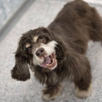 Marjorie (OT25-95) -  Cocker Spaniel Dog for Adoption in Peyton, Colorado - Marjorie (OT25-95) | PetCurious