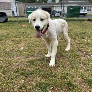 Scooby Dee -  Great Pyrenees Dog for Adoption in Harrisonburg, Virginia - Scooby Dee | PetCurious