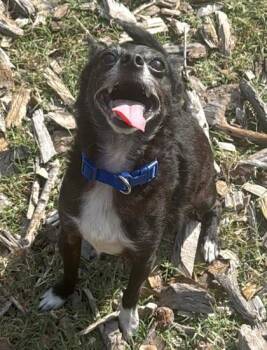 Chihuahua and Mixed Breed Dogs Available for Adoption in Palm Coast, Florida - Earl | PetCurious