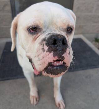 Cubone -  American Bulldog Dog for Adoption in Defiance, Ohio - Cubone | PetCurious