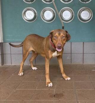Shoyu -  Mixed Breed Dog for Adoption in Honolulu, Hawaii - Shoyu | PetCurious