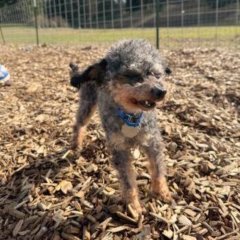 Poodle Dogs Available for Adoption in Woodinville, Washington - Zeus | PetCurious