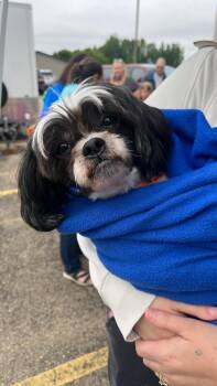 Yankee -  Shih Tzu Dog for Adoption in New London, Wisconsin - Yankee | PetCurious