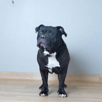 Bubba D69865 -  American Bulldog Dog for Adoption in Minnetonka, Minnesota - Bubba D69865 | PetCurious