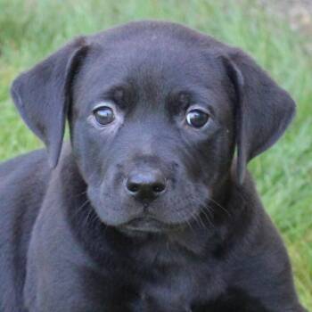 Black Labrador Retriever Dogs Available for Adoption in Eaton, Ohio - Cree | PetCurious