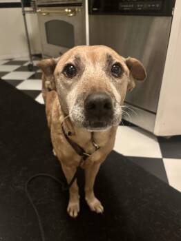 Rescue Australian Cattle Dog Blue Heeler and American Staffordshire Terrier Dogs for Adoption - Margie | PetCurious