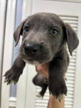 Rescue Mixed Breed Dogs for Adoption in Statesboro, Georgia - Ballet | PetCurious