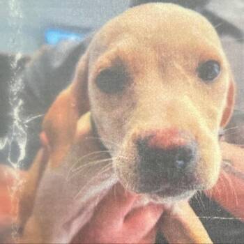 Labrador Retriever and Mixed Breed Dogs Available for Adoption - Nachito D11308 | PetCurious