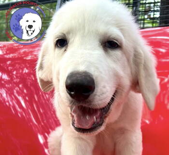 Rescue Great Pyrenees Dogs for Adoption in Spring, Texas - Jett | PetCurious