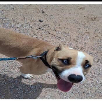 Rocky -  American Staffordshire Terrier and Siberian Husky Dog Available for Adoption in Apache Junction, Arizona - Rocky | PetCurious