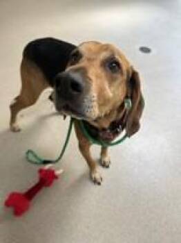Cletus -  Mixed Breed Dog for Adoption in Manitowoc, Wisconsin - Cletus | PetCurious