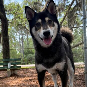Shiba Inu Dogs Available for Adoption in St. Augustine, Florida - Peercoin | PetCurious