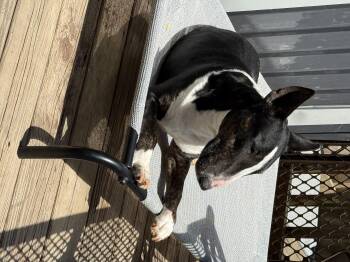 Jade -  Bull Terrier Dog for Adoption in Stahlstown, Pennsylvania - Jade | PetCurious