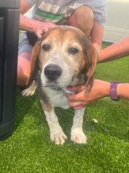 Buck -  Beagle Dog for Adoption in Hamilton, Ohio - Buck | PetCurious