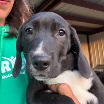 Beagle Dogs Available for Adoption in Aledo, Texas - Tucker | PetCurious