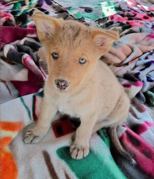 Lavender -  Australian Kelpie and Australian Shepherd Dog for Adoption in Evergreen, Colorado - Lavender | PetCurious