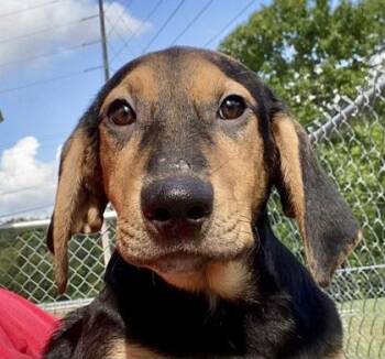 Hunter -  Hound Dog for Adoption in Glasgow, Kentucky - Hunter | PetCurious