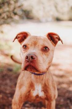 American Staffordshire Terrier and Mixed Breed Dogs Available for Adoption - 90502A Waffles - Adoption Ambassador | PetCurious