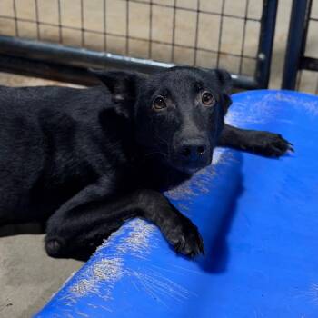 Willy -  German Shepherd Dog and Mixed Breed Dog for Adoption in Fort Smith, Arkansas - Willy | PetCurious