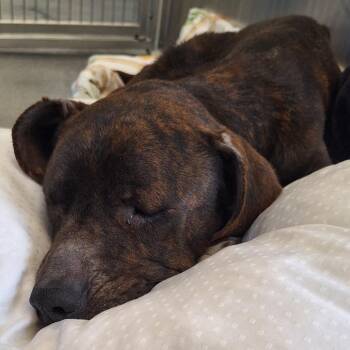 Terrier Dogs Available for Adoption - Cowboy | PetCurious