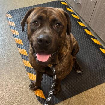 Cane Corso Dogs Available for Adoption in Council Bluffs, Iowa - Thor | PetCurious