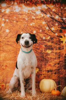 Rescue Pit Bull Terrier and Mixed Breed Dogs for Adoption in Newberg, Oregon - Chance | PetCurious