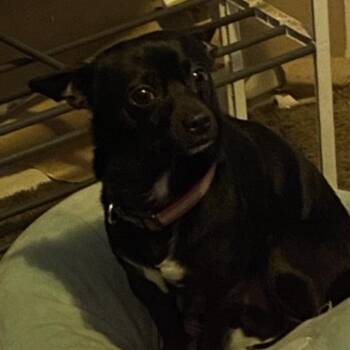 Chihuahua Dogs Available for Adoption in Roanoke, Virginia - Biggie | PetCurious