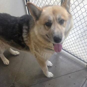 Mack -  Mixed Breed Dog for Adoption in Fort Bragg, California - Mack | PetCurious