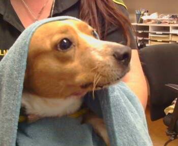 Rescue Chihuahua and Mixed Breed Dogs for Adoption in Sacramento, California - SAFFRON | PetCurious