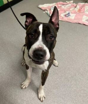 American Staffordshire Terrier Dogs Available for Adoption in Indianapolis, Indiana - B.B. | PetCurious