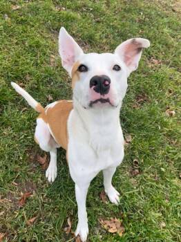 Rescue Terrier and Mixed Breed Dogs for Adoption in Spruce Pine, North Carolina - GirlyPop | PetCurious