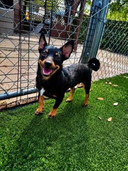 LEO -  Chihuahua Dog for Adoption in Vaughan, Ontario - LEO | PetCurious
