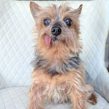 Rescue Yorkshire Terrier Dogs for Adoption in Romeoville, Illinois - Milly | PetCurious