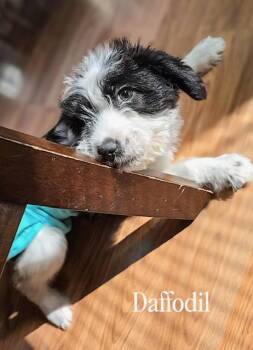Terrier Dogs Available for Adoption - Daffodil | PetCurious