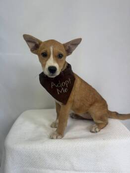 Rescue Labrador Retriever Dogs for Adoption in New Stanton, Pennsylvania - Morticia | PetCurious