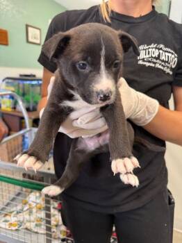 Grumpy -  Mixed Breed Dog for Adoption in West Chester, Pennsylvania - Grumpy | PetCurious