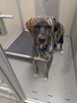 Daphne -  Shepherd and Mixed Breed Dog for Adoption in Bellevue, Washington - Daphne | PetCurious