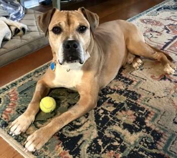 Rescue Boxer and Hound Dogs for Adoption in Malvern, Pennsylvania - Killian | PetCurious