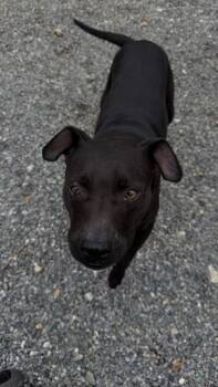 26-615 Maybelline -  Labrador Retriever and Mixed Breed Dog for Adoption in Barnesville, Georgia - 26-615 Maybelline | PetCurious