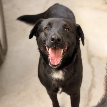 Black Labrador Retriever Dogs Available for Adoption in Marfa, Texas - Midnight | PetCurious