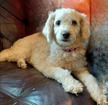 Poodle Dogs Available for Adoption in Richardson, Texas - Aimey | PetCurious