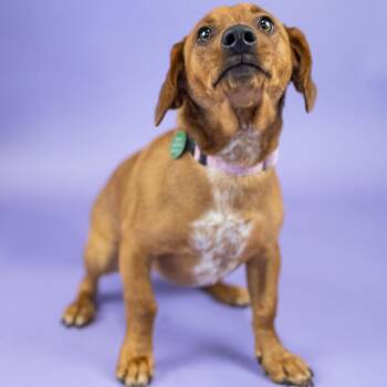 Annabella -  Dachshund Dog for Adoption in Portland, Oregon - Annabella | PetCurious