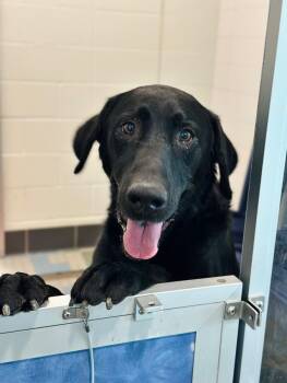 Labrador Retriever Dogs Available for Adoption in Loveland, Colorado - BEAU | PetCurious
