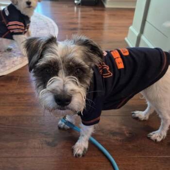 Zazu -  Schnauzer Dog for Adoption in Plainfield, Illinois - Zazu | PetCurious